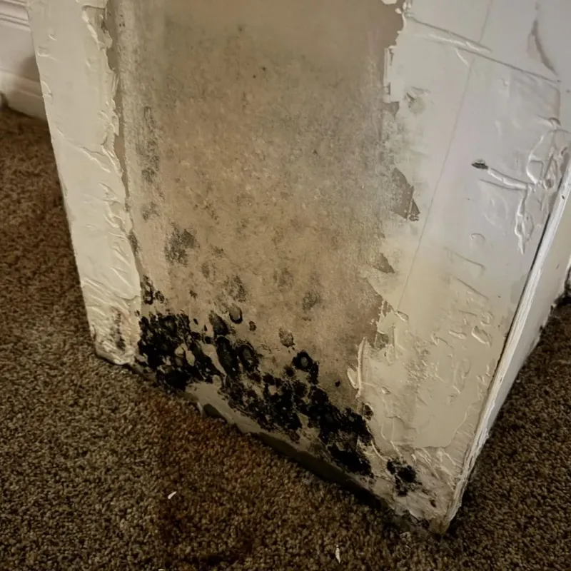 Professional Mold Removal in Schaumburg, IL